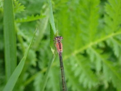 Ischnura elegans