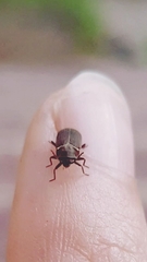 Hadrobregmus pertinax