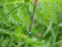 Ischnura elegans