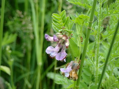 Vicia sepium