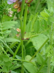 Vicia sepium