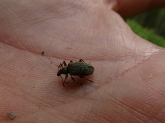 Phyllobius glaucus