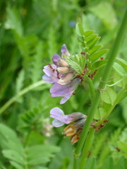Vicia sepium