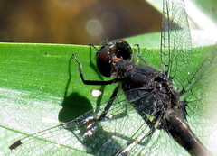 Leucorrhinia intacta