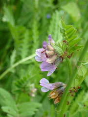 Vicia sepium