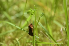 Spilosoma pteridis