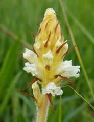 Orobanche picridis