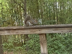 Sciurus carolinensis