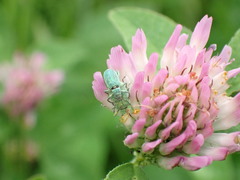 Entiminae