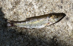 Alburnoides bipunctatus