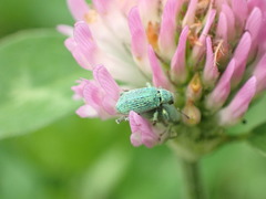 Entiminae