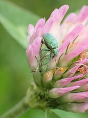 Entiminae