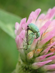 Entiminae