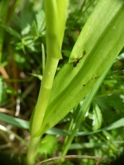Dactylorhiza incarnata