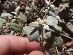 Gomphrenoideae