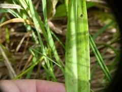 Dactylorhiza praetermissa