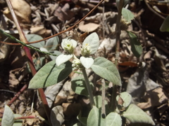 Gomphrenoideae