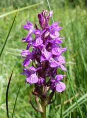Dactylorhiza praetermissa