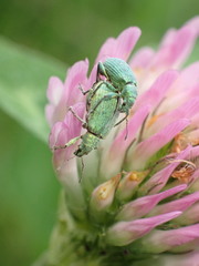 Entiminae