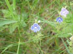 Veronica chamaedrys