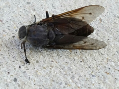 Tabanus maculipennis