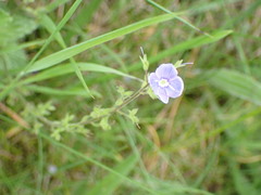 Veronica chamaedrys