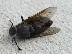 Tabanus maculipennis