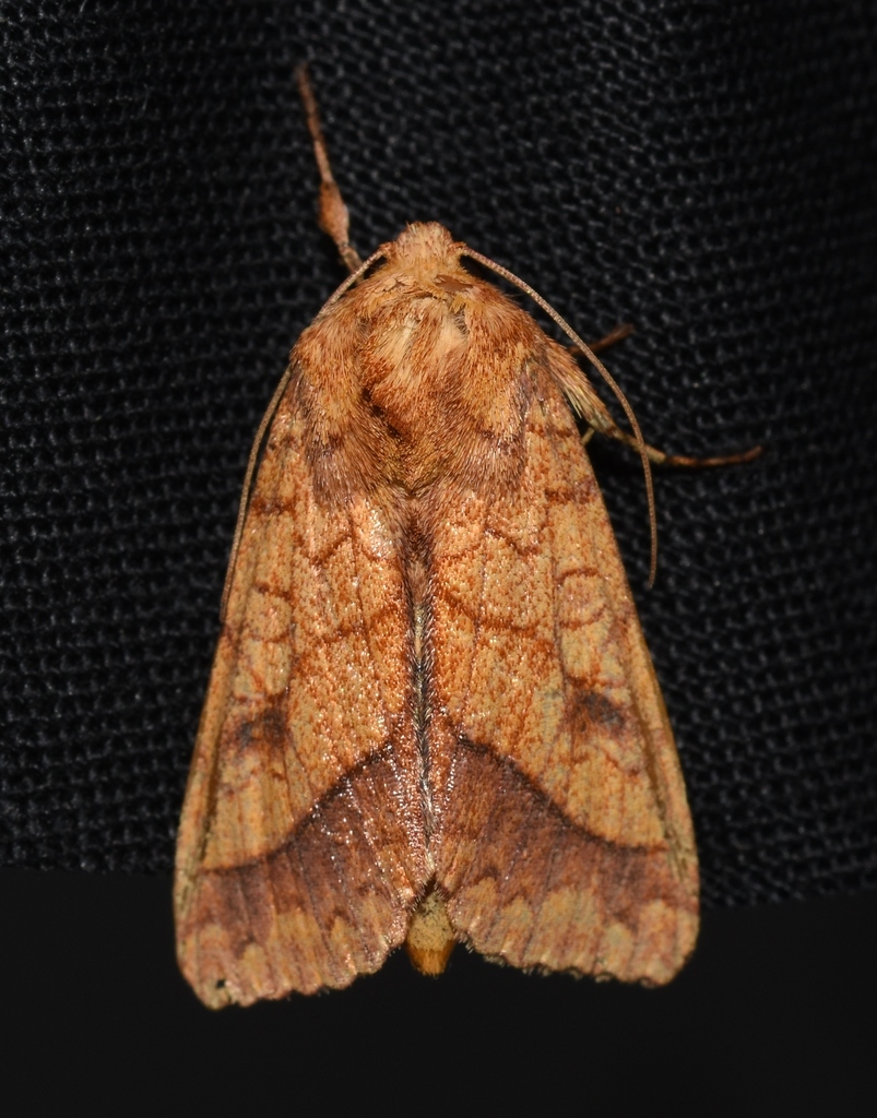 Bordered Sallow Moth