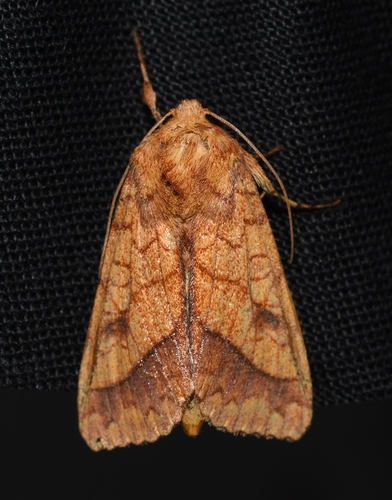 Bordered Sallow Moth