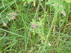 Geranium