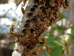 Mischocyttarus mexicanus cubicola