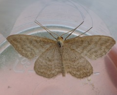 Idaea macilentaria