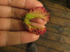 Stigmaphyllon bogotense