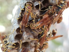 Mischocyttarus mexicanus cubicola