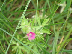 Geranium