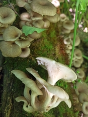 Pleurotus cornucopiae