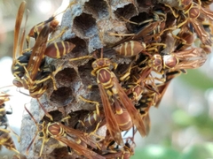 Mischocyttarus mexicanus cubicola