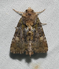Oligia chlorostigma