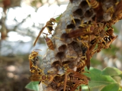 Mischocyttarus mexicanus cubicola