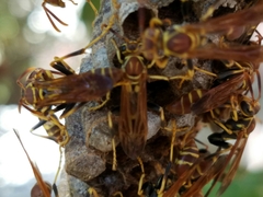 Mischocyttarus mexicanus cubicola