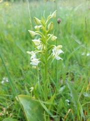 Platanthera chlorantha