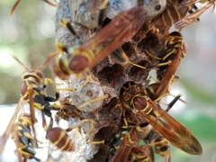 Mischocyttarus mexicanus cubicola