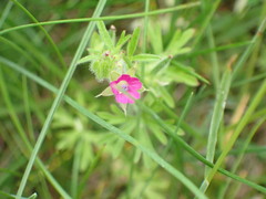 Geranium
