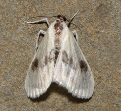 Cliniodes ostreonalis