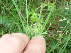 Geranium