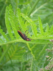 Cantharis fusca