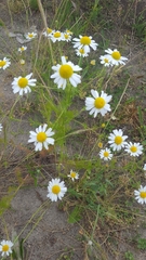 Matricaria chamomilla