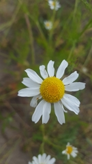 Matricaria chamomilla