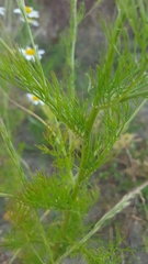 Matricaria chamomilla