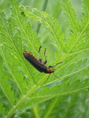 Cantharis fusca